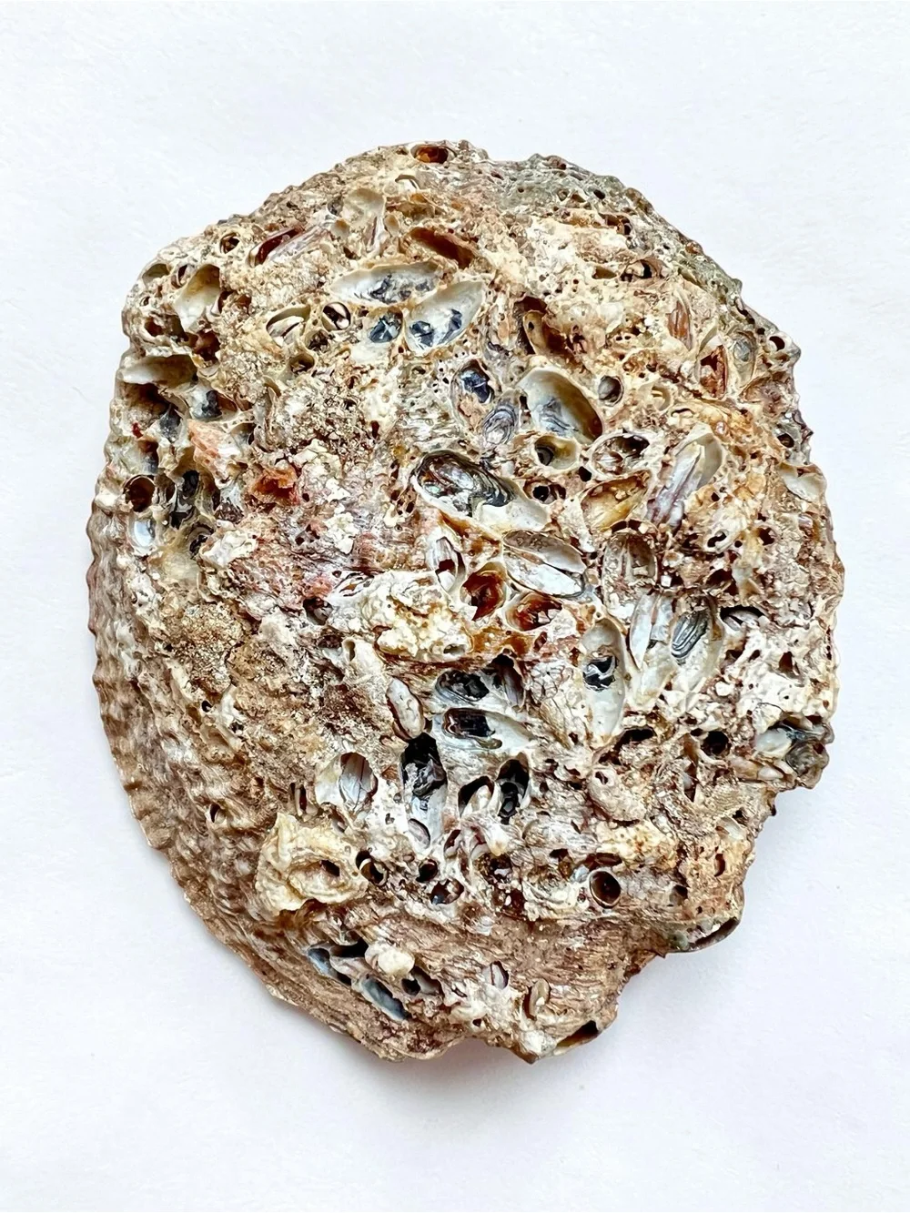 Large 5 1/4 Beautiful Abalone Shell Barnacles